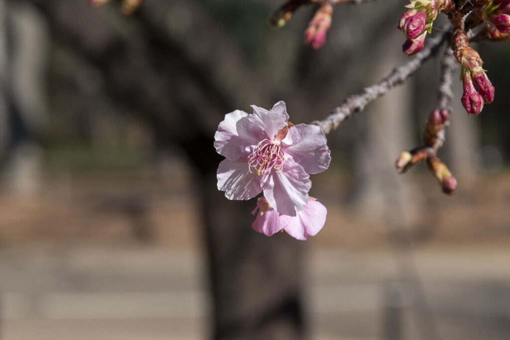 Can you believe it? A cherry blossom in January.