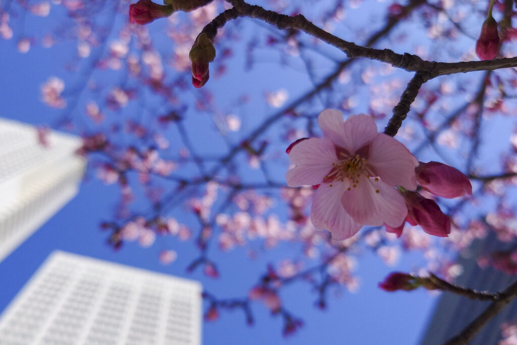 Sakura in a business district.