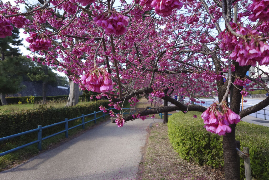 See the difference; it's a tree of Okame-zakura