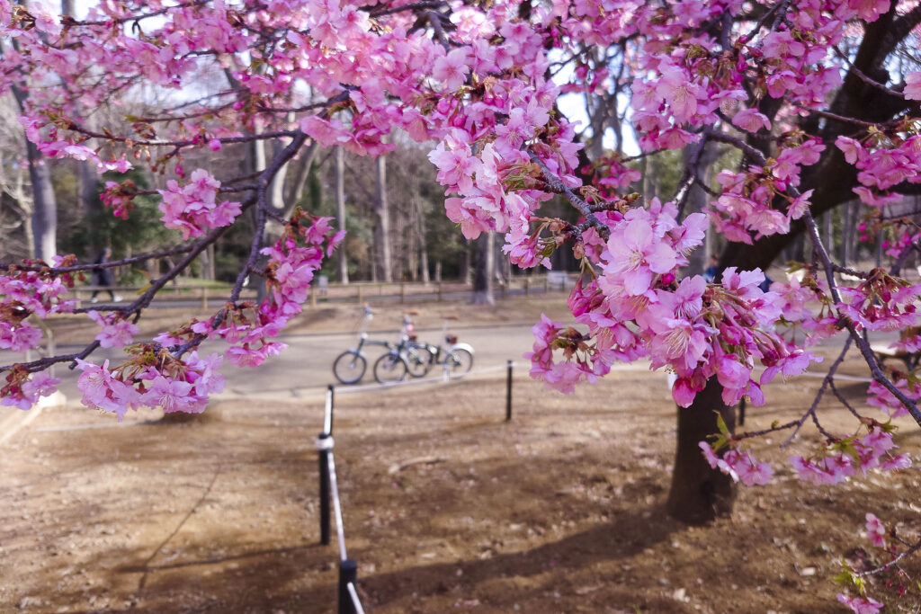 Cherry blossoms in winter