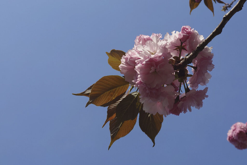 a cherry blossom, yaezakura