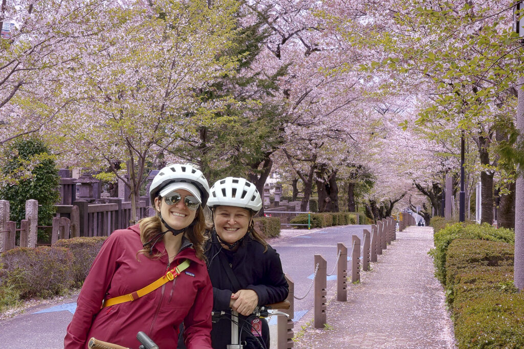 cherry blossoms, somei yoshino