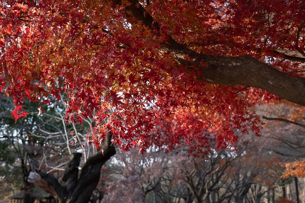 autumn foliage in Yoyogi Park