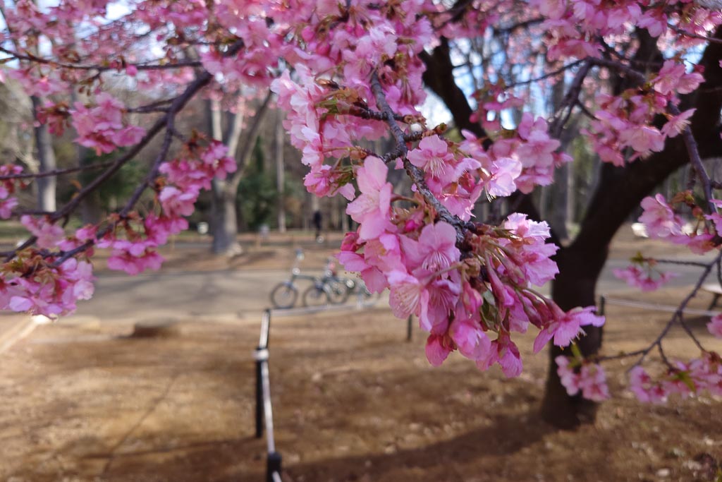 Enjoy cherry blossoms in Yoyogi Park.