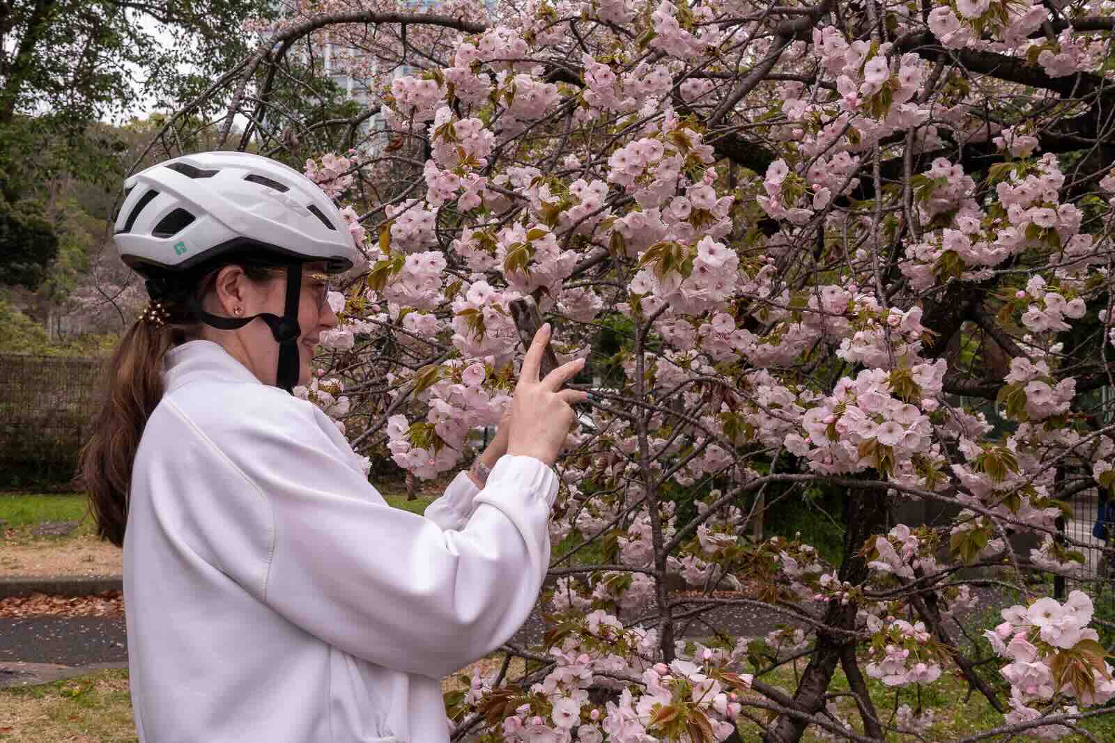 Sakura-fully bloomed!