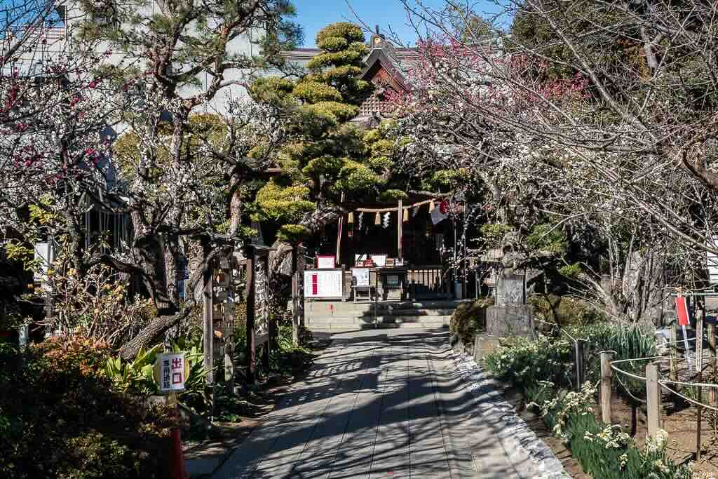 Hatonomori Hachiman Shrine, a local one in Tokyo