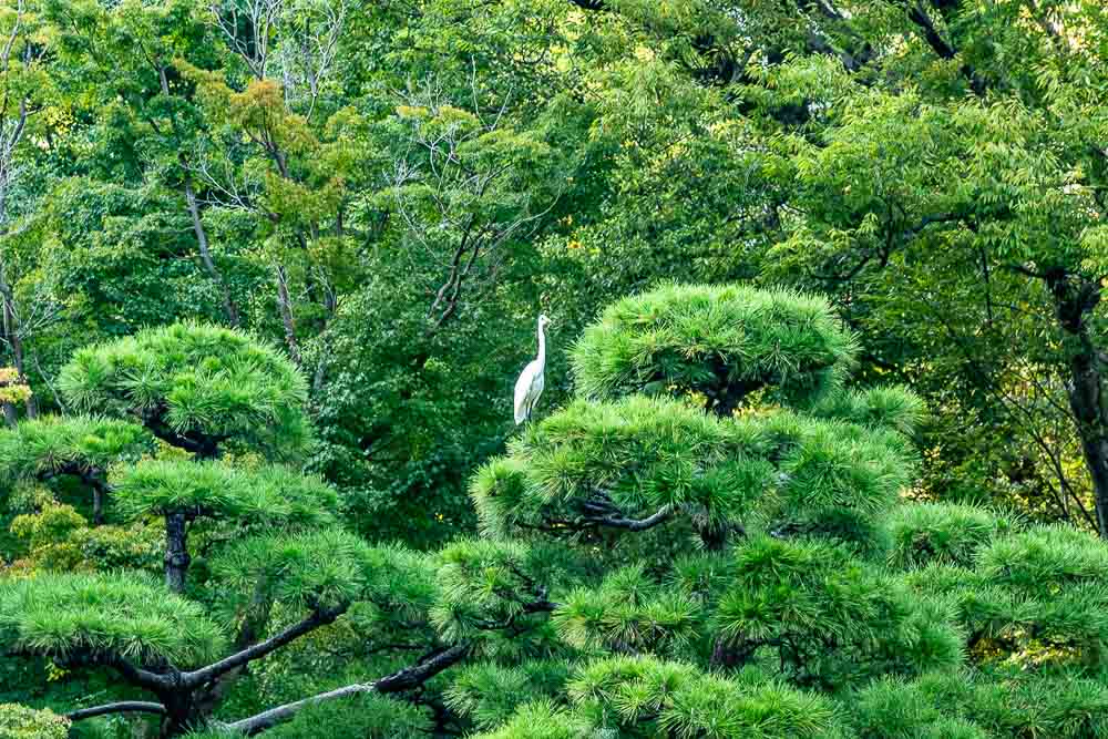 An egret