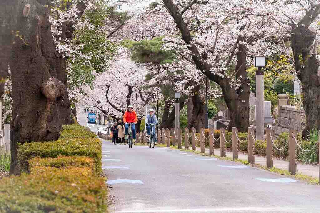 Under the cherry tunnel.