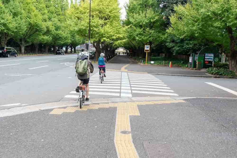 Gingko Tree Avenue