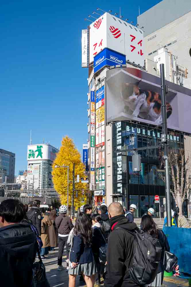 Shinjuku Giant 3D Cat