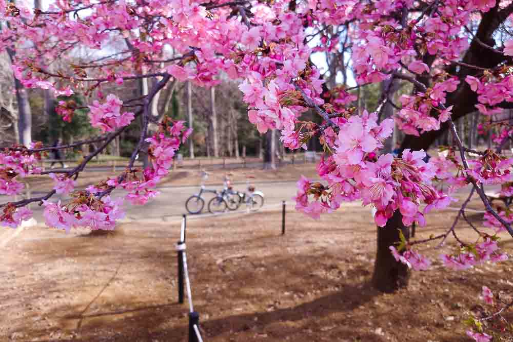 Cherry blossoms in winter (photo by the author)