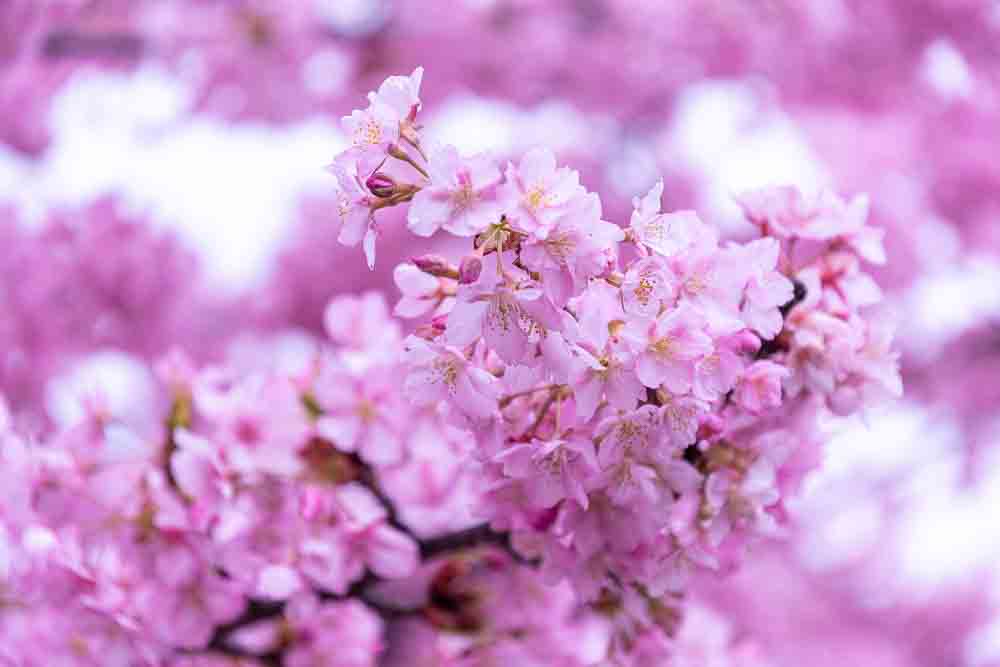 Cherry Blossoms in an Unexpected Season