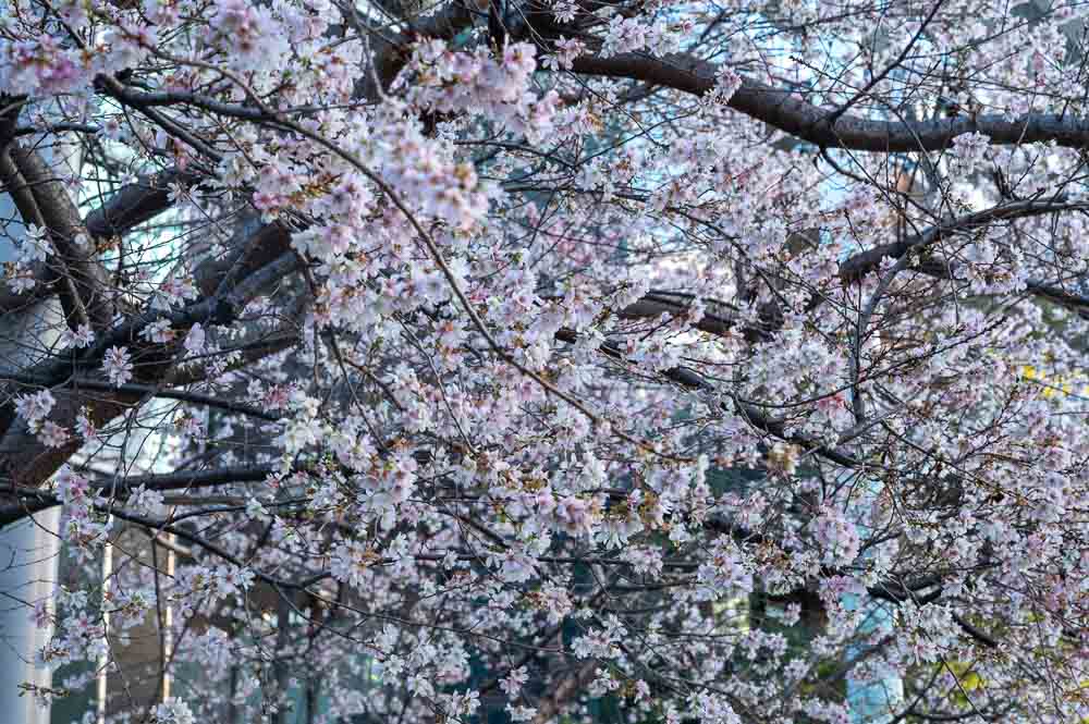 Can you believe this photo was taken on a chilly day in January? (photo by the author)