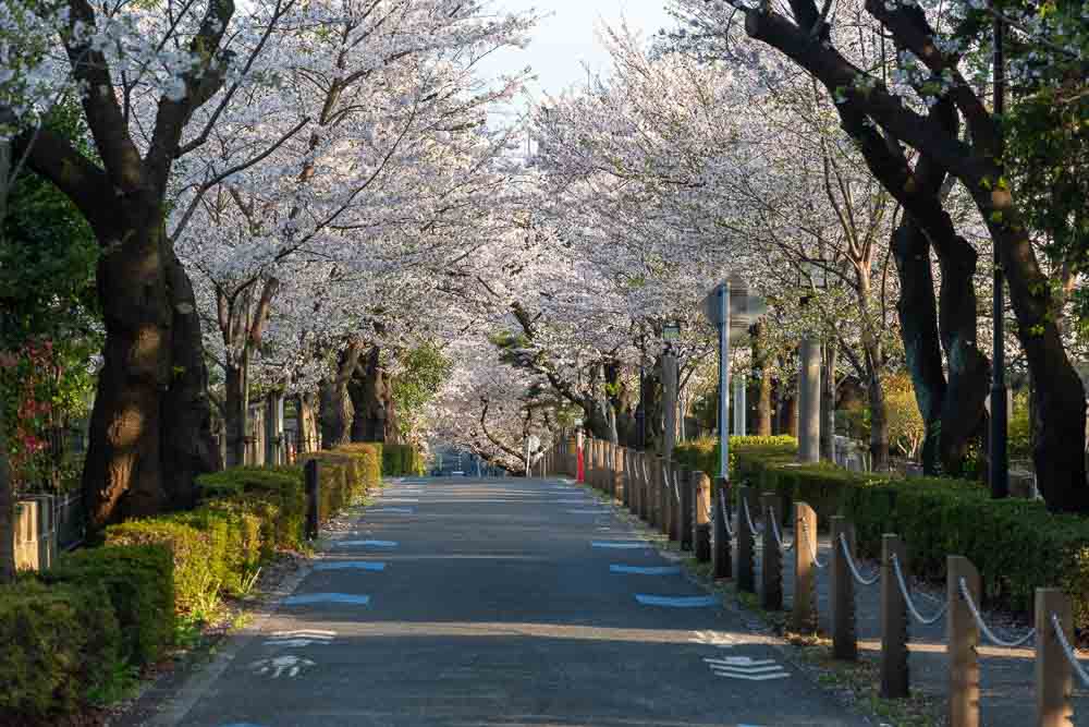 Aoyama Cemetery