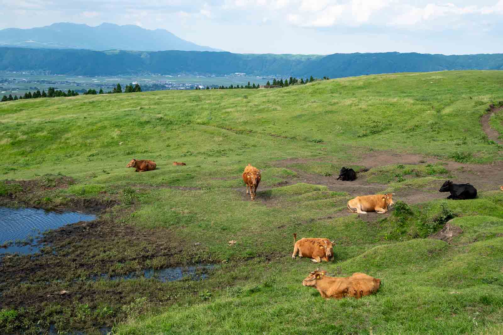 cows and horses