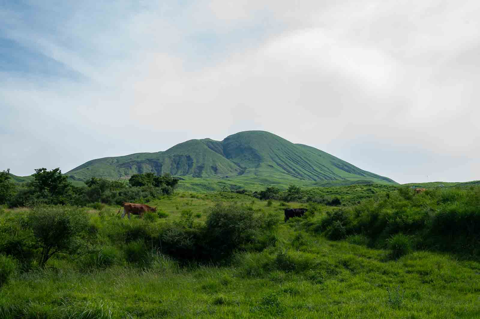 lush green