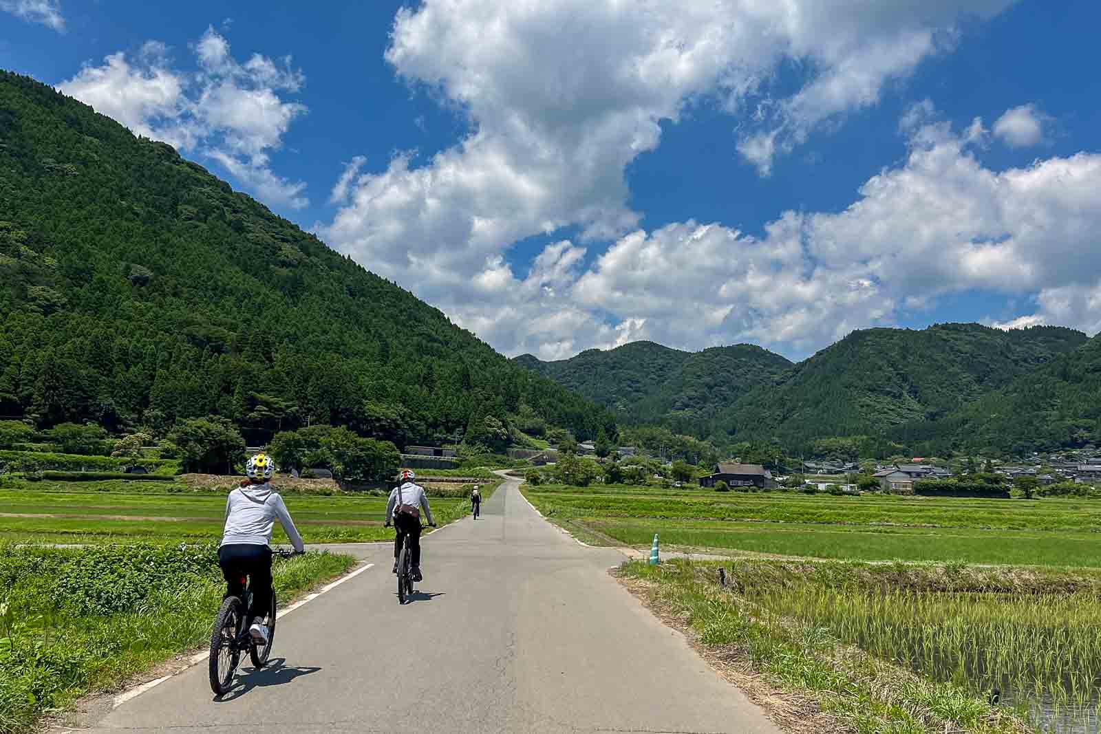cycle through rice paddy fields
