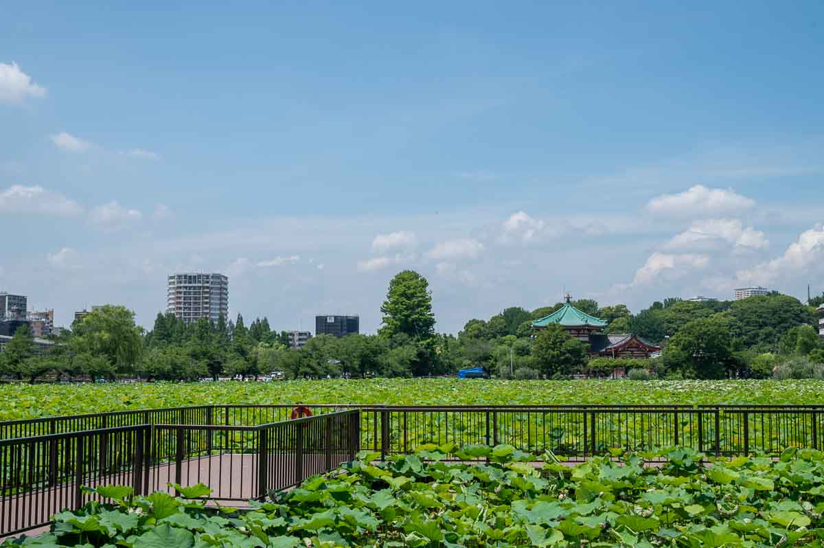 Enjoy the breeze at Ueno Park